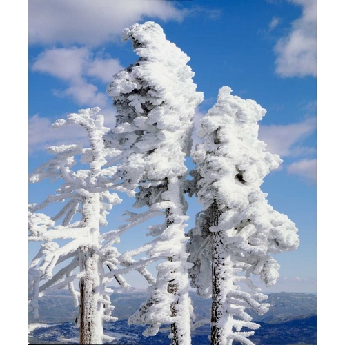 California, Cuyamaca Rancho Snow-covered trees